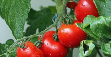Empresa Lipman tiene abiertas 110 vacantes en trabajos agrícolas en Florida