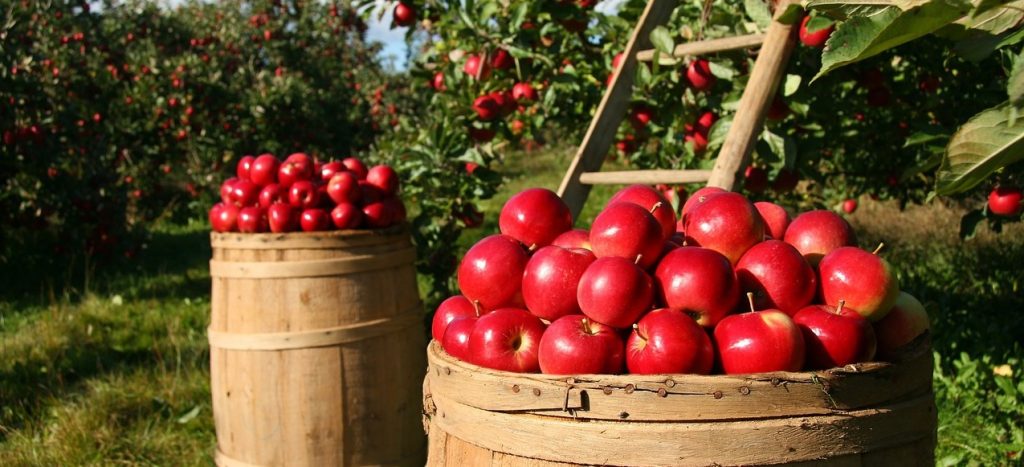 Nuevas ofertas de trabajos agrícolas en Estados Unidos: Florida 2023