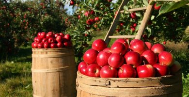 Nuevas ofertas de trabajos agrícolas en Estados Unidos: Florida 2023