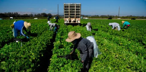 Conzca el Programa Naciona de Empleos para trabajadores agrícolas