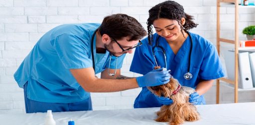 ¿Cómo convertirse en un asistente veterinario en Florida? ¡Certifícate!