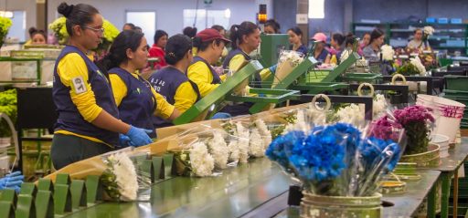 Floricultora ofrece empleos en Miami para trabajadores de bodega (Vacante)