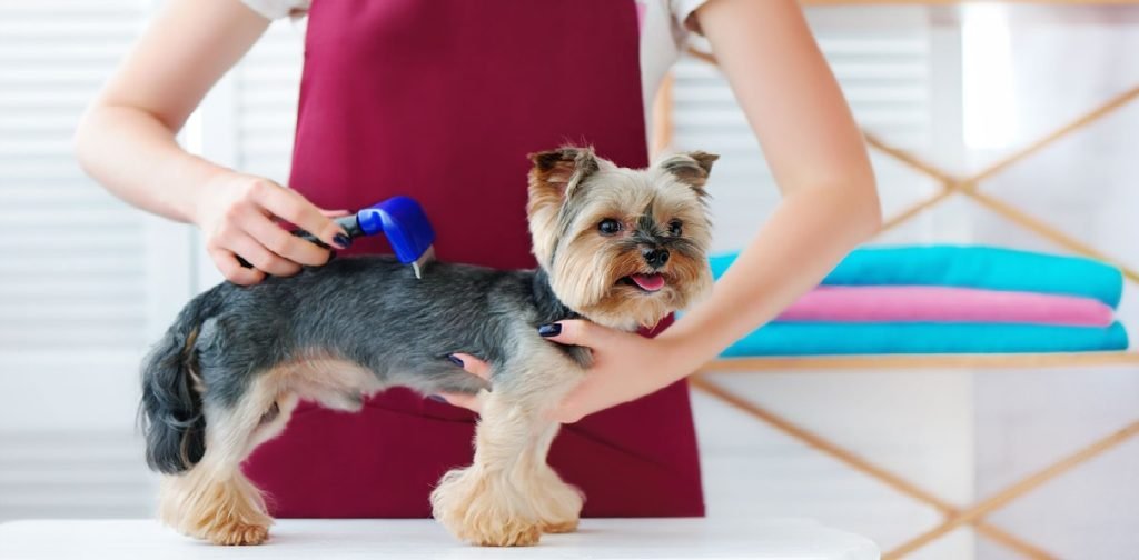 Hay nuevas oportunidades de trabajo en Tampa para cuidadores y peluqueros de mascotas