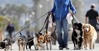 Hay empleos para cuidadores de mascotas en el Sur de Florida: Aquí las vacantes