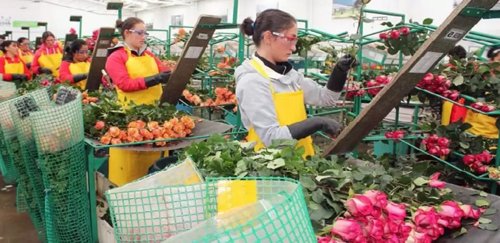 Bodega en Miami tiene oferta de empleo para empacadores de Flores (APLICA)